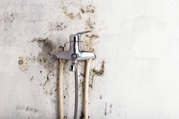 Best Mold Removal Company Near Me  in North Lynnwood, WA