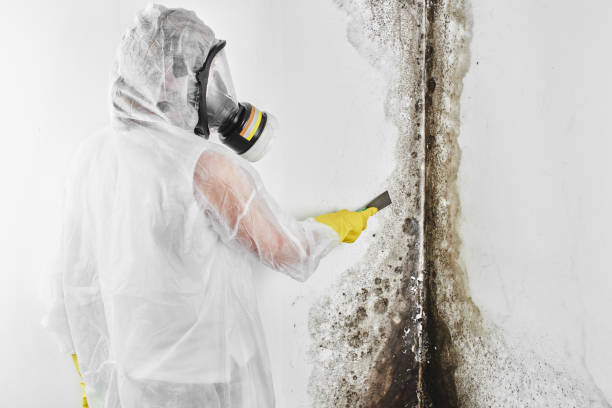 Trusted North Lynnwood, WA Mold Removal Experts