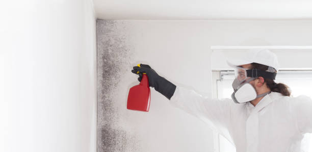 Best Same-Day Mold Removal  in North Lynnwood, WA