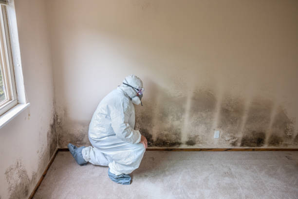 Best Attic Mold Removal  in North Lynnwood, WA