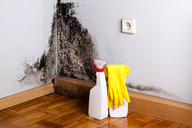 Best Best Mold Removal Companies  in North Lynnwood, WA