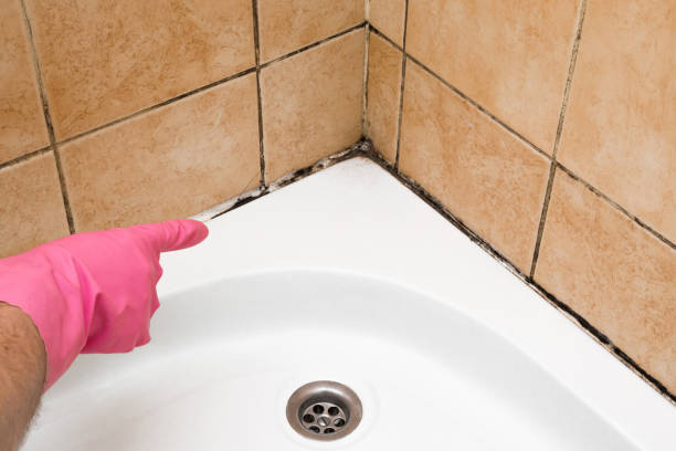Best Emergency Mold Removal  in North Lynnwood, WA